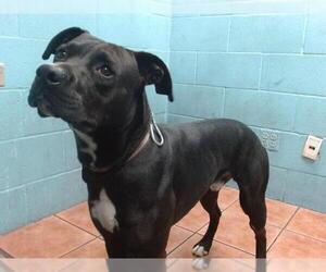 American Pit Bull Terrier-Labrador Retriever Mix Dogs for adoption in Downey, CA, USA