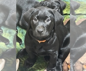 Labrador Retriever Puppy for Sale in LISBON, Connecticut USA