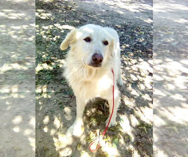 Medium Photo #3 Great Pyrenees Puppy For Sale in Spring, TX, USA