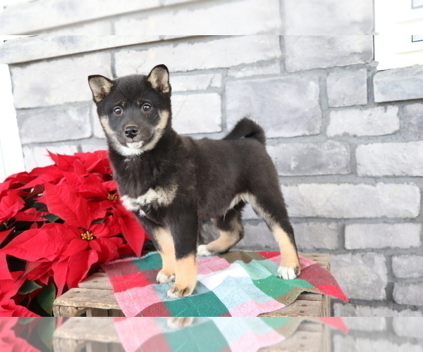 Medium Photo #2 Shiba Inu Puppy For Sale in SHILOH, OH, USA