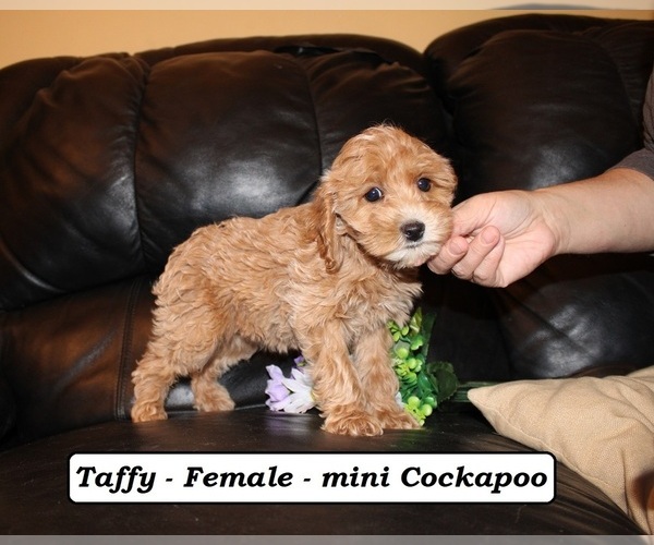 Medium Photo #3 Cockapoo (Miniature) Puppy For Sale in CLARKRANGE, TN, USA