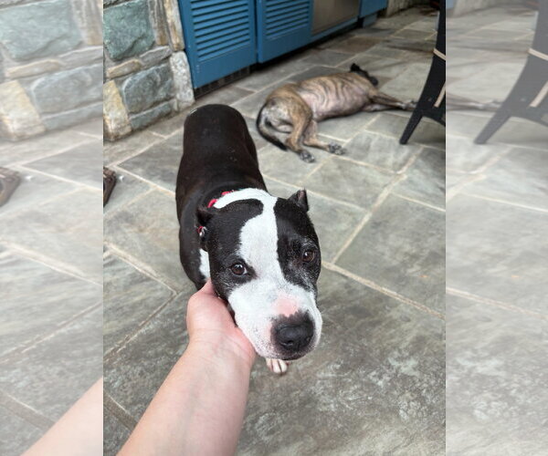 Medium Photo #8 American Staffordshire Terrier-Unknown Mix Puppy For Sale in Arlington, VA, USA