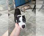 Small #7 American Staffordshire Terrier Mix