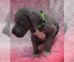 Small Photo #20 Great Dane Puppy For Sale in ALVARADO, TX, USA