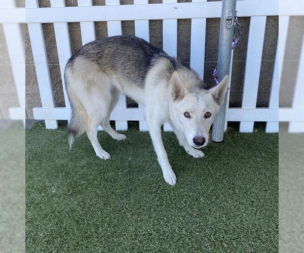 Medium Photo #1 Siberian Husky-Unknown Mix Puppy For Sale in Modesto, CA, USA