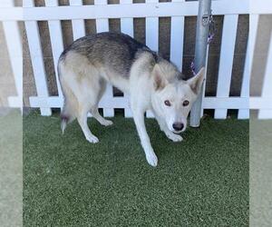 Siberian Husky-Unknown Mix Dogs for adoption in Modesto, CA, USA