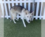 Small Siberian Husky Mix