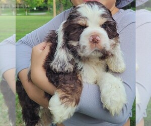 Medium Cocker Spaniel