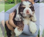 Puppy Zanna Cocker Spaniel