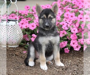 German Shepherd Dog-Siberian Husky Mix Puppy for sale in FREDERICKSBG, OH, USA