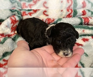 Poodle (Toy) Puppy for sale in CROSSVILLE, TN, USA