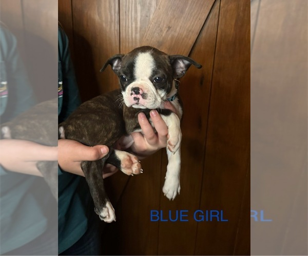 Medium Photo #1 Boston Terrier Puppy For Sale in VALDOSTA, GA, USA
