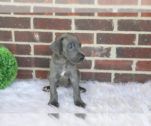 Great Dane Puppy for sale in GOSHEN, IN, USA