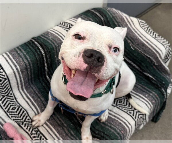 Medium Photo #2 American Pit Bull Terrier Puppy For Sale in Berkeley , CA, USA