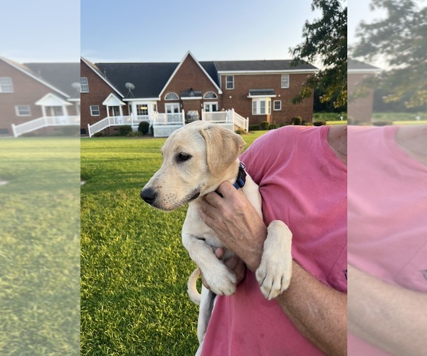 Medium Photo #3 Labrador Retriever Puppy For Sale in GREENVILLE, NC, USA
