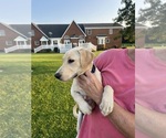 Small #2 Labrador Retriever