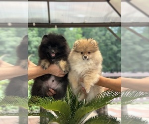 Pomeranian Puppy for sale in GLEN BURNIE, MD, USA