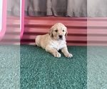 Small #8 English Cream Golden Retriever