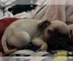 Pug Puppy for sale in LOS ANGELES, CA, USA