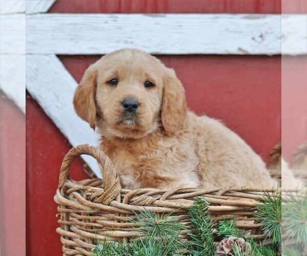 Medium Photo #3 Labradoodle Puppy For Sale in GREENCASTLE, PA, USA