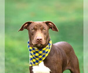 Labrador Retriever-Unknown Mix Dogs for adoption in Unionville, PA, USA