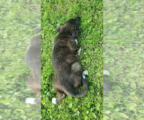 Medium Photo #10 Labrenees Puppy For Sale in CEDAR RAPIDS, IA, USA