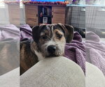 Small Photo #3 Boxer-Unknown Mix Puppy For Sale in Mooresville, NC, USA