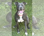 Small #5 American Staffordshire Terrier-Golden Retriever Mix