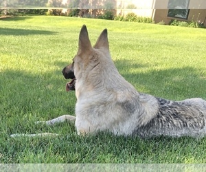 Mother of the German Shepherd Dog puppies born on 06/18/2025