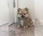 Small #8 Pomeranian