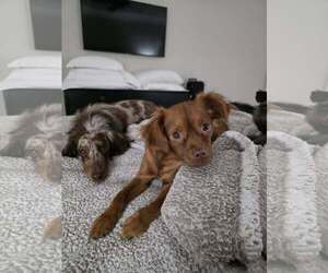 Drea - Female Chiranian Dog for Adoption - Photo #3