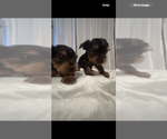 Small #7 Yorkshire Terrier