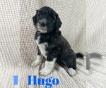 Small Photo #16 Aussiedoodle Puppy For Sale in JACKSONVILLE, NC, USA