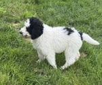 Small #1 Bernedoodle