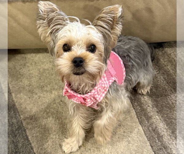 Medium Photo #9 Mutt Puppy For Sale in Allentown,, PA, USA