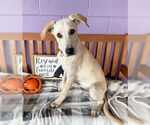 Small #1 Labrador Retriever Mix