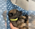 Small Photo #129 Belgian Malinois Puppy For Sale in REESEVILLE, WI, USA