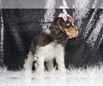 Small Photo #6 Cocker Spaniel Puppy For Sale in WARSAW, IN, USA