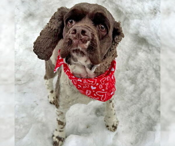 Medium Photo #3 Cocker Spaniel Puppy For Sale in Arlington, VA, USA