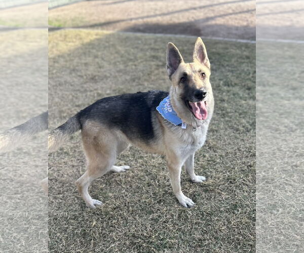 Medium Photo #2 German Shepherd Dog Puppy For Sale in Phoenix, AZ, USA