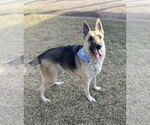 Small #1 German Shepherd Dog