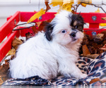 Small #19 Shih Tzu