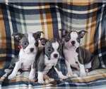 Small Photo #18 Boston Terrier Puppy For Sale in MINERAL WELLS, WV, USA