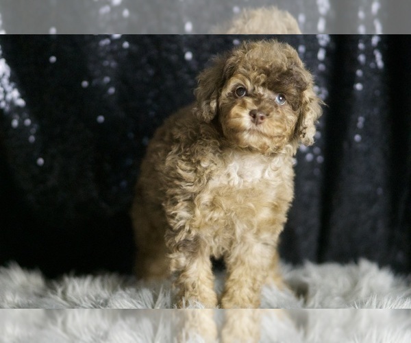 Medium Photo #5 Poodle (Miniature) Puppy For Sale in WARSAW, IN, USA