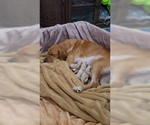 Small Photo #1 Golden Retriever Puppy For Sale in GANADO, TX, USA