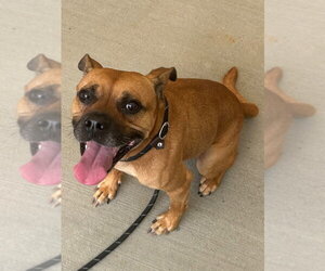26-308 Kylo - Male Boxer Dog for Adoption - Photo #2