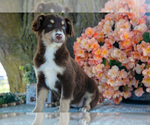 Puppy Gracie Miniature Australian Shepherd