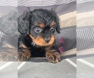 Cavapoo (Toy) Puppy for sale in NILES, MI, USA