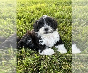 ShihPoo Puppy for sale in PRINCETON, KY, USA