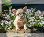 Puppy Newton French Bulldog